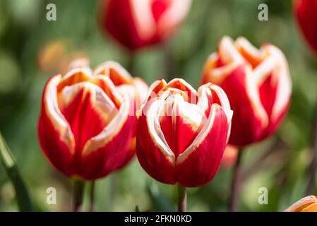 Tulipa 'Abu Hassan' Stock Photo