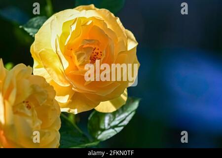 Delicate yellow roses to the left with blue and green bokeh negative space to the right. Stock Photo