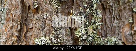 Texture of the nordic pine, bark. Natural structure of pine tree bark. Background Stock Photo