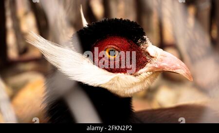 White eared pheasant in a cage. Birds at the zoo or farm. Bird head Stock Photo
