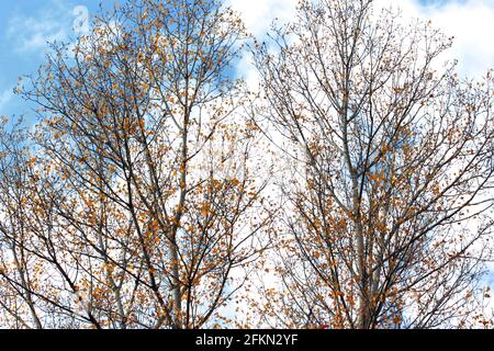 Deciduous poplar tree in autumn. Stock Photo