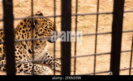 A wild leopard lies on the sand. Leopard in a zoo cage. Stock Photo