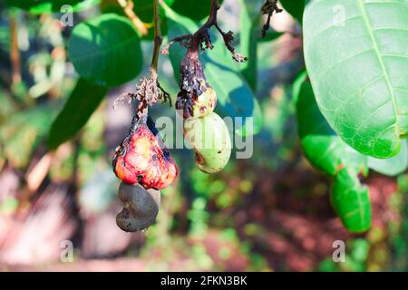 Bug attacked cashew fruits with nuts hanging on a tree branch in Asia Stock Photo