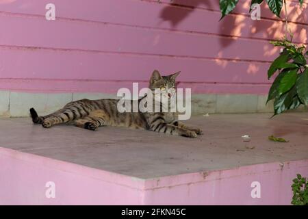 Close-up of One full body British classic shorthair tabby cat lying on the Home courtyard Stock Photo