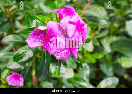 bubles on flowers,beautyfull Watercress flower,pink flowers Stock Photo