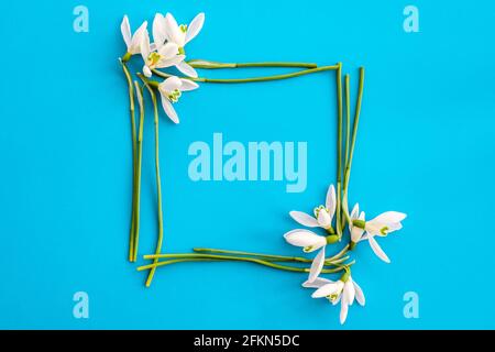 Flat lay composition with snowdrop flowers on color background, copy space for text. Square frame made of snowdrop. Holiday mock up Stock Photo
