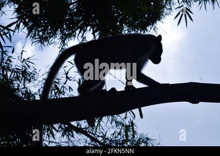 Asian Monkey walking on Branch in evening Stock Photo