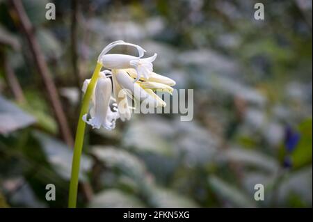 Whitebell spring wildflowers growing in an Irish forest Stock Photo