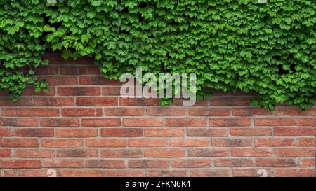 ivy plant on a red brick wall Stock Photo