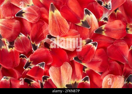 Red tulip petals with dew drops texture background Stock Photo