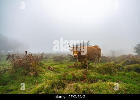 Cows in a grassy field on a fog morning. Misty meadow green landscape mist nature. Farm field livestock pasture grass panoramic Stock Photo