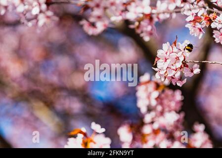A bumble bee stands over pink cherry blossoms. The bumblebee is sipping nectar from a pink flower at spring. Plant pollination by a bee moving pollen Stock Photo