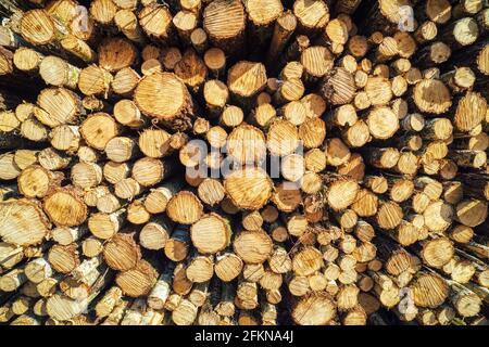 Front view detail of cut tree log or trunks piled up create a circle or swirl pattern. Stack of round cutted tree logs closeup used as wood or timber Stock Photo