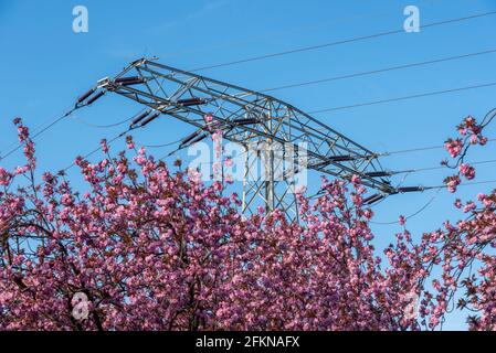Japanese ornamental cherries in blossom, electricity pole Stock Photo