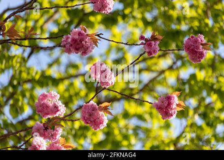 Cherry blossom, Japanese ornamental cherries in bloom, Magdeburg, Germany Stock Photo