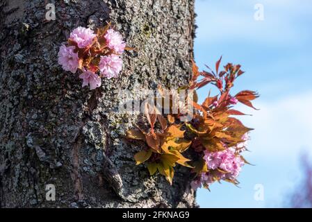 Cherry blossom, Japanese ornamental cherries in bloom, Magdeburg, Germany Stock Photo
