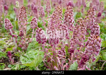 Herbal medicinal plant Petasites hybridus, the butterbur growing in wild nature in spring. Field of beautiful pink blossoms.
