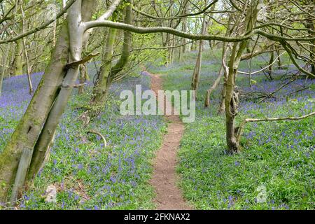 Bluebells in Walton Hill Woods, Clent, Worcestershire, May 2021 Stock Photo