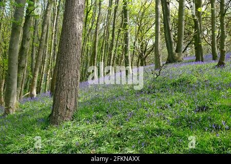 Bluebells in Walton Hill Woods, Clent, Worcestershire, May 2021 Stock Photo