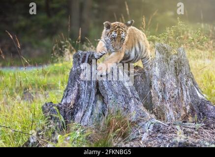 Cute Bengal tiger cub is posing on an old tree stump in the forest. Horizontally. Stock Photo