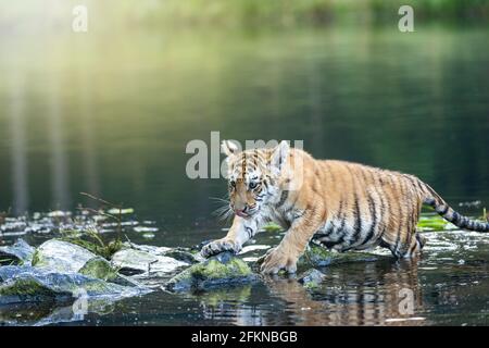 Cute Bengal tiger cub is standing on the stone in the lake. Horizontally. Stock Photo