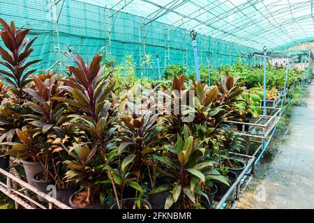 Green plant in a nursery garden watering system in action Stock Photo