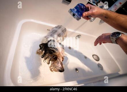 Prague, Czech Republic. 03rd May, 2021. Dog groomer and shop owner Martin Kuruc, wearing a face mask to protect against the coronavirus, wash and trim the hair of dog at the Dog Wellness hairdressing salon Dirty Dog in Prague, Czech Republic, May 3, 2021. Regarding the improving situation, the cabinet approved further lockdown relaxation steps. Services shops have reopened after a long time. Credit: Katerina Sulova/CTK Photo/Alamy Live News Stock Photo