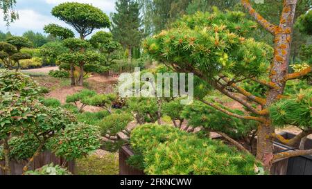 Pine niwaki. Niwaki trees in the landscape design of a Japanese garden.  Bonsai of large conifers. Coniferous and deciduous tree nursery Stock Photo  - Alamy