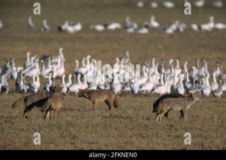 Coyote stalking Snow Geese Anser caerulescens Bosque del Apache NWR New Mexico, USA BI003757 Stock Photo