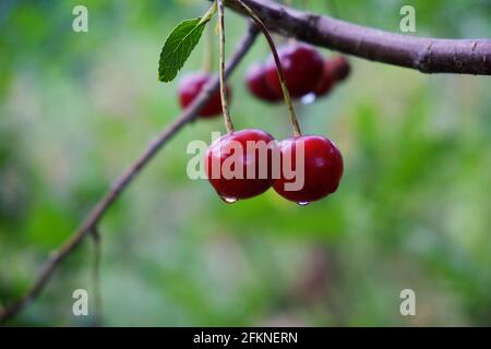 Two ripe cherries with dew drops hang on a branch, close-up. Ripe juicy berries on a blurred background. Stock Photo