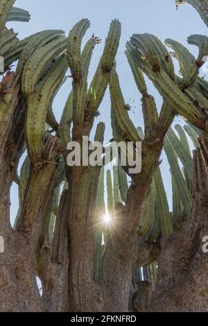Vertical shot of Lophocereus marginatus cactus in the sun in Mixteca Poblana, Puebla, Mexico Stock Photo