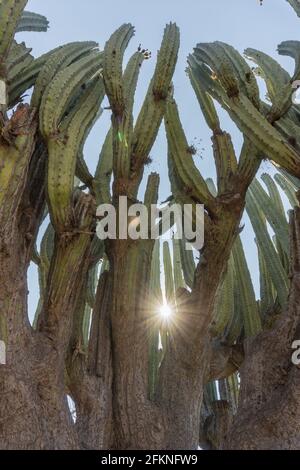Vertical shot of Lophocereus marginatus cactus in the sun in Mixteca Poblana, Puebla, Mexico Stock Photo