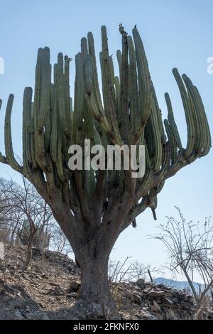 Vertical shot of Lophocereus marginatus cactus in Mixteca Poblana, Puebla, Mexico Stock Photo