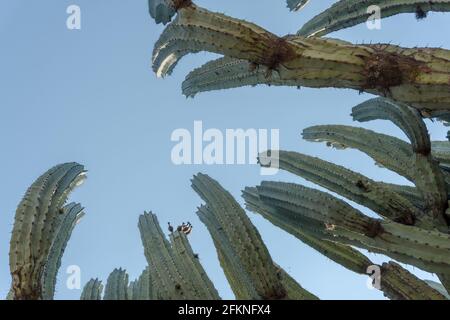 Lophocereus marginatus cactus in Mixteca Poblana, Puebla, Mexico Stock Photo