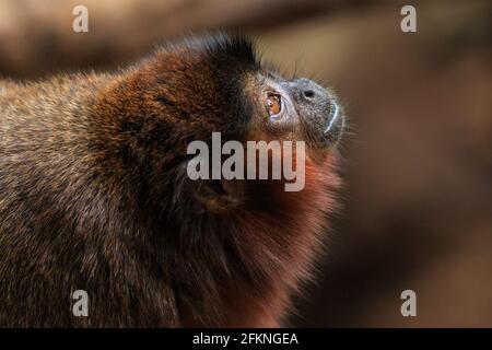 Red titi monkey (Callicebus cupreus), close up of head, neutral background Stock Photo