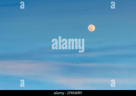 Large pale full mon over blue pink clouds in the evening sky. Amazing tranquil twilight skyscape. Аstronomy and moon phases. Pastel scenic cloudscape Stock Photo