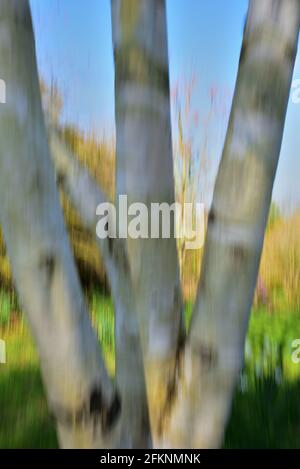 Silver birch tree blurred by using Intentional Camera Movement (ICM) Stock Photo