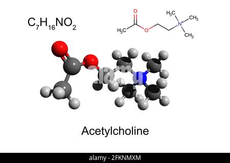 Chemical formula, skeletal formula and 3D ball-and-stick model of neurotransmitter acetylcholine, white background Stock Photo