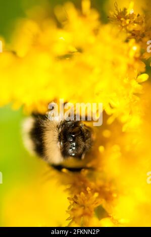 Yellow bee yellow flower Stock Photo