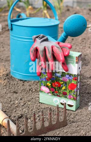 Sowing wildflowers. Preparing a seed bed before sowing wild flower seed. UK Stock Photo