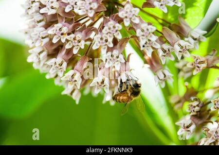 Honey bee on milkweed Stock Photo