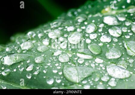 Close-up of water droplets on a green leaf - John Gollop Stock Photo