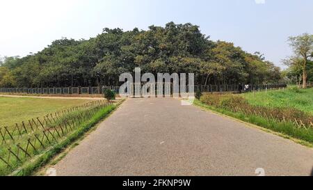 Great Banyan tree in Acharya Jagadish Chandra Bose Indian botanical garden Stock Photo