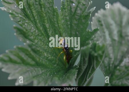 Yellow shieldbug on the blackcurrant leaf. Black background. Extreme macro closeup. Large yellow bug, one, close up
