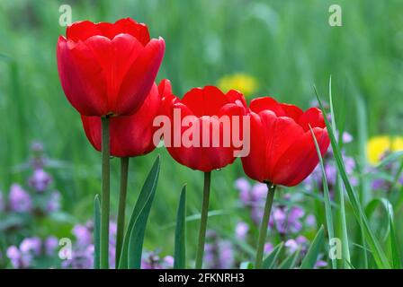 Red tulip flowers in the grass after rain, close up. With water droplets on the petals. Natural background. Stock Photo