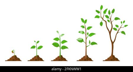 Tree grow. Plant growth from seed to sapling with green leaf. Stages of seedling and growing trees in soil. Gardening process vector concept Stock Vector