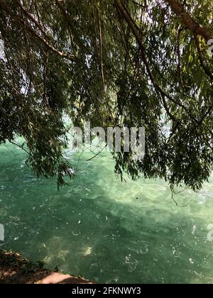 Tree Growing by Lake and Tree Branches Hanging over Water Stock Photo ...