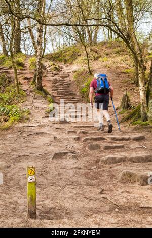 Man backpacker walking rambling climbing up sandstone steps along the Sandstone Trail a 34 mile footpath through the Cheshire countryside Stock Photo