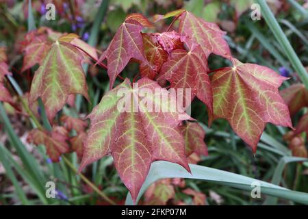Acer cappadocicum ‘Rubrum’ red Cappadocian maple tree – new leaf growth with wrinkled and crimson tinged leaves,  May, England, UK Stock Photo