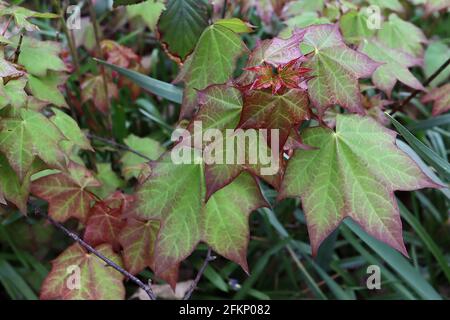 Acer cappadocicum ‘Rubrum’ red Cappadocian maple tree – new leaf growth with wrinkled and crimson tinged leaves,  May, England, UK Stock Photo